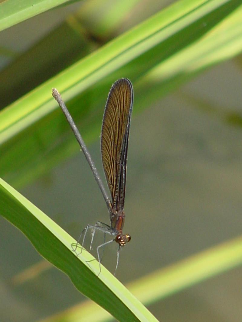 검은물잠자리 Black-winged damselfly; DISPLAY FULL IMAGE.