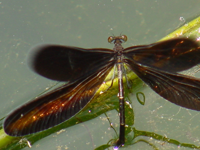 검은물잠자리 Black-winged damselfly; DISPLAY FULL IMAGE.