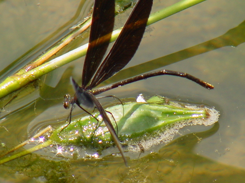 검은물잠자리 Black-winged damselfly; DISPLAY FULL IMAGE.