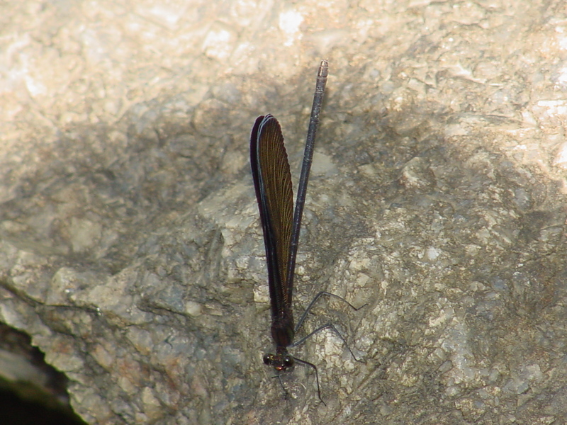 검은물잠자리 Black-winged damselfly; DISPLAY FULL IMAGE.