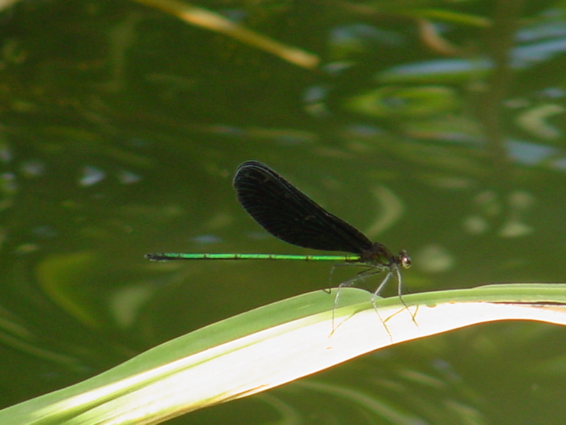 검은물잠자리 Black-winged damselfly; DISPLAY FULL IMAGE.