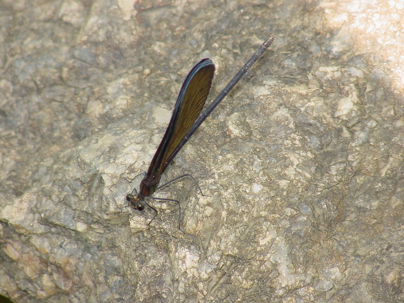 검은물잠자리 Black-winged damselfly; DISPLAY FULL IMAGE.