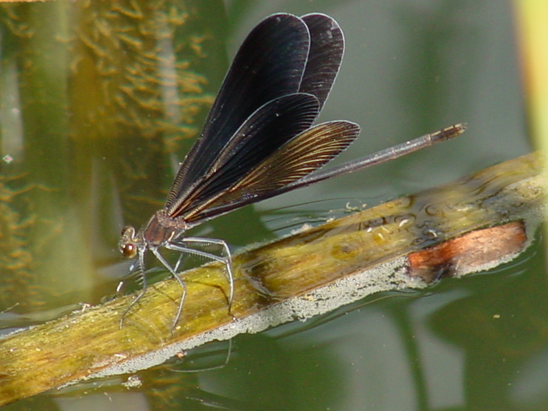 검은물잠자리 Black-winged damselfly; DISPLAY FULL IMAGE.