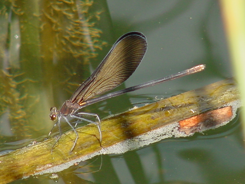 검은물잠자리 Black-winged damselfly; DISPLAY FULL IMAGE.