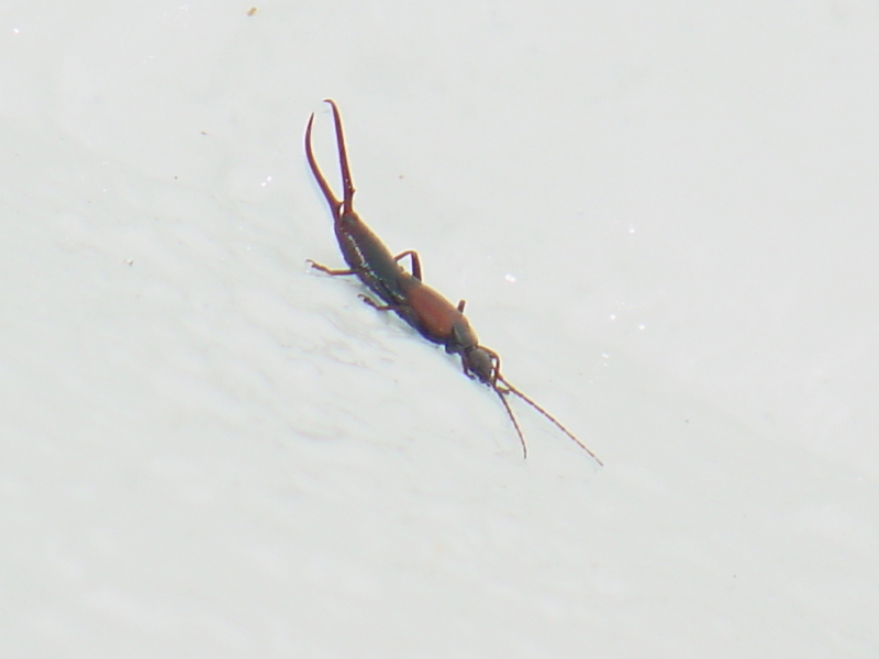 Earwig; DISPLAY FULL IMAGE.