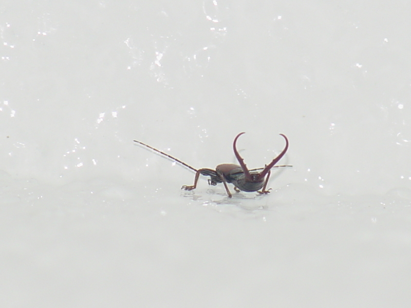 Earwig; DISPLAY FULL IMAGE.