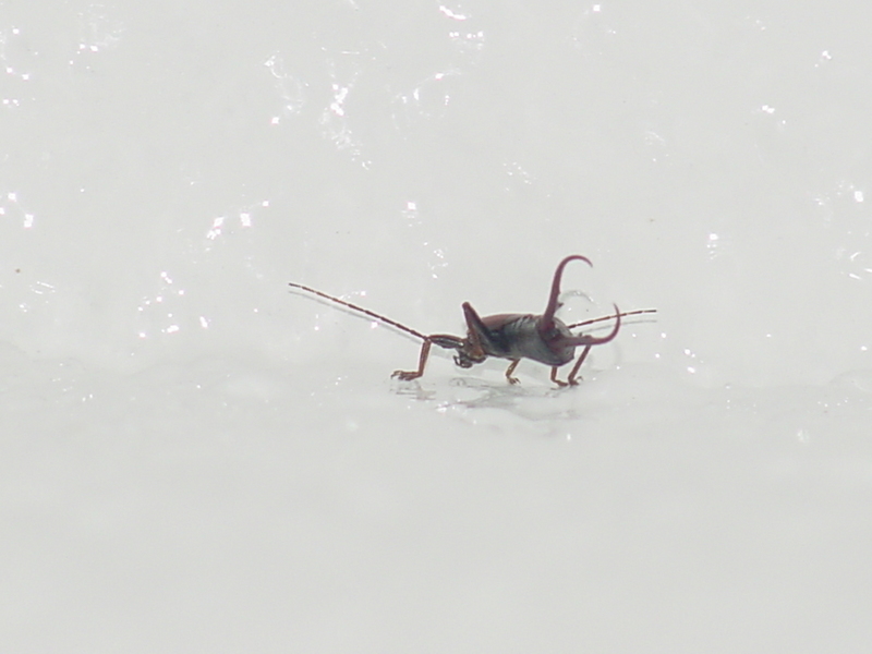 Earwig; DISPLAY FULL IMAGE.