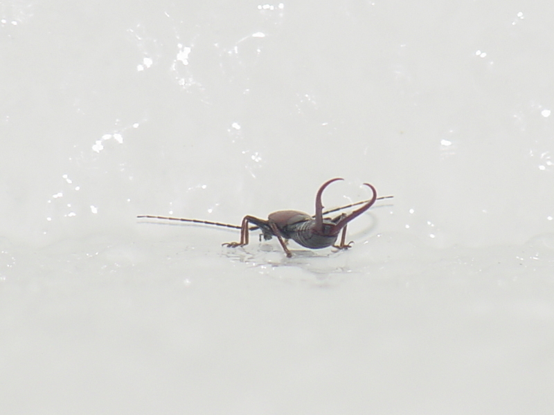 Earwig; DISPLAY FULL IMAGE.