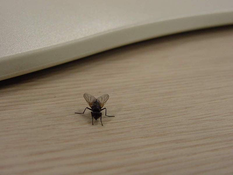 house fly; DISPLAY FULL IMAGE.