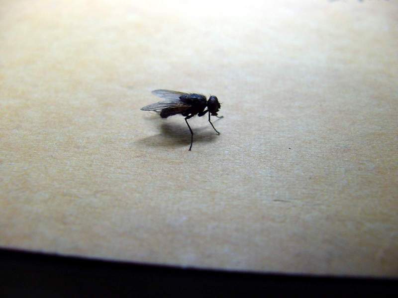 house fly; DISPLAY FULL IMAGE.