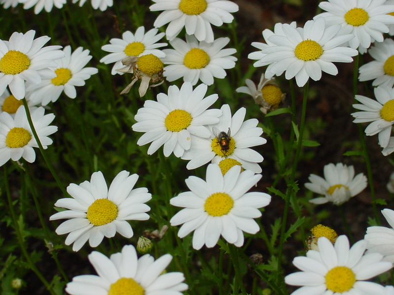 fly on flower; DISPLAY FULL IMAGE.