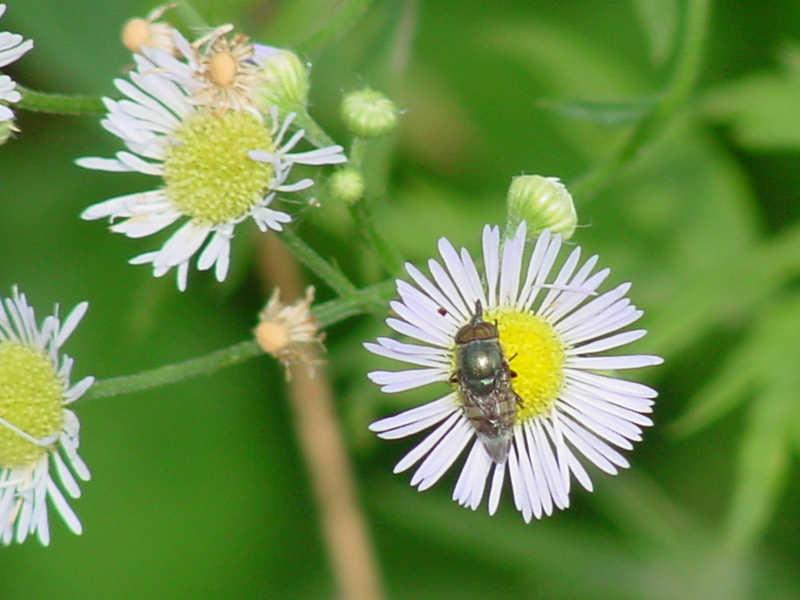 fly on flower; DISPLAY FULL IMAGE.