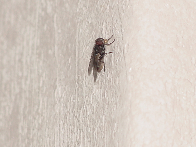 Common House Fly; DISPLAY FULL IMAGE.