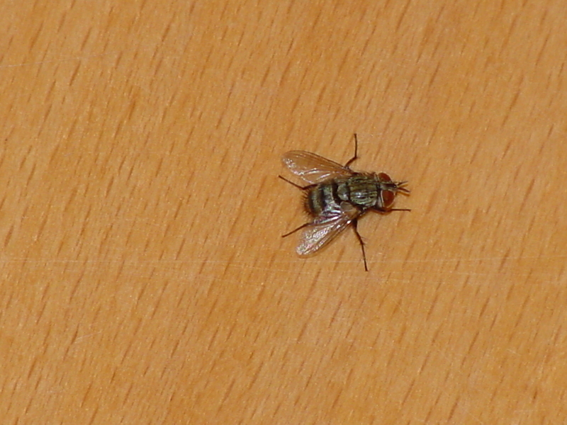 Common House Fly; DISPLAY FULL IMAGE.