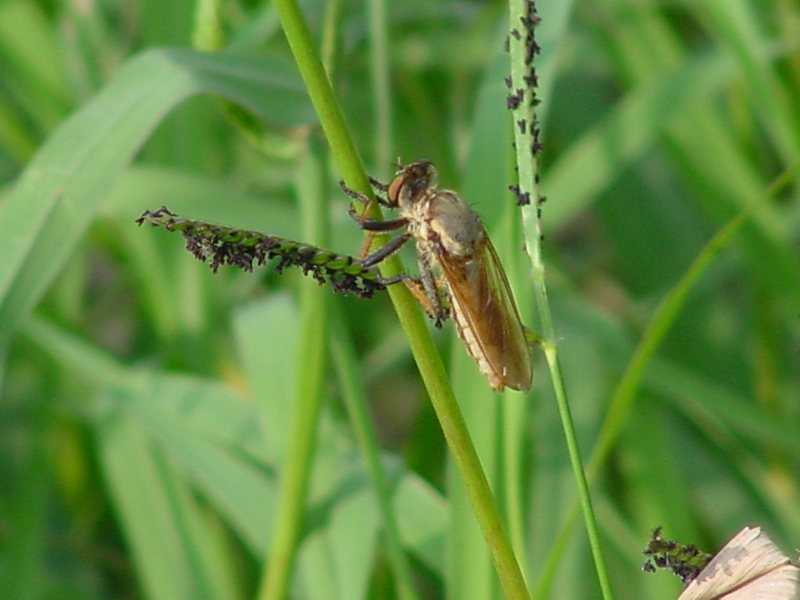 Robberfly; DISPLAY FULL IMAGE.