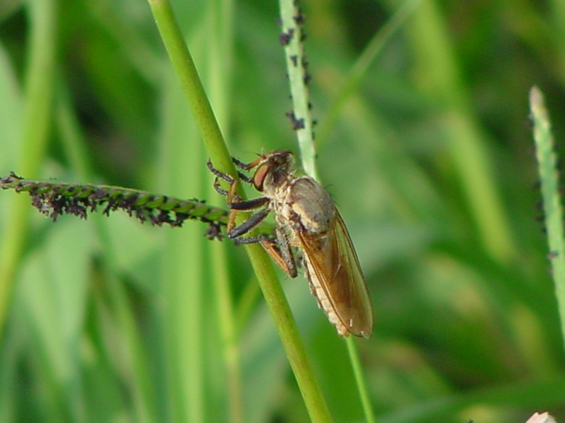 Robberfly; DISPLAY FULL IMAGE.