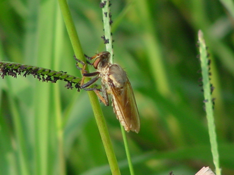 Robberfly; DISPLAY FULL IMAGE.