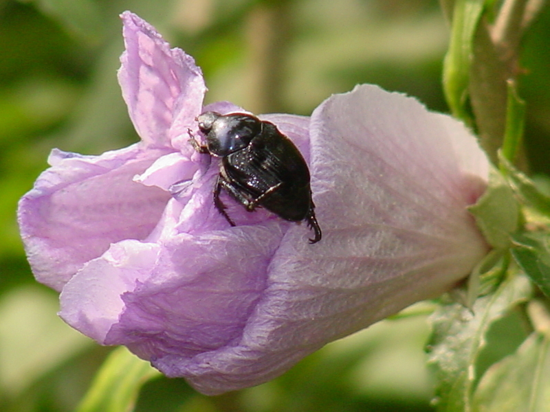 Black beetle; DISPLAY FULL IMAGE.