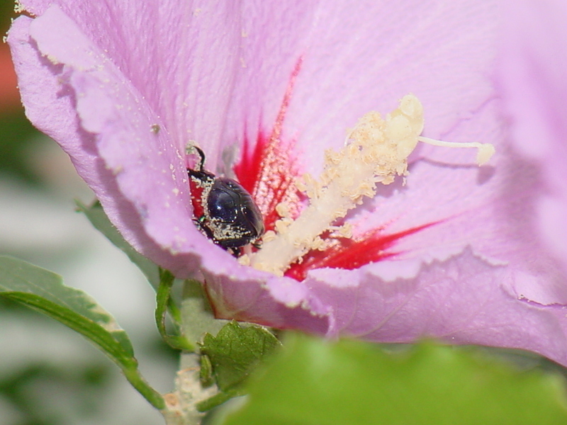 Black beetle; DISPLAY FULL IMAGE.
