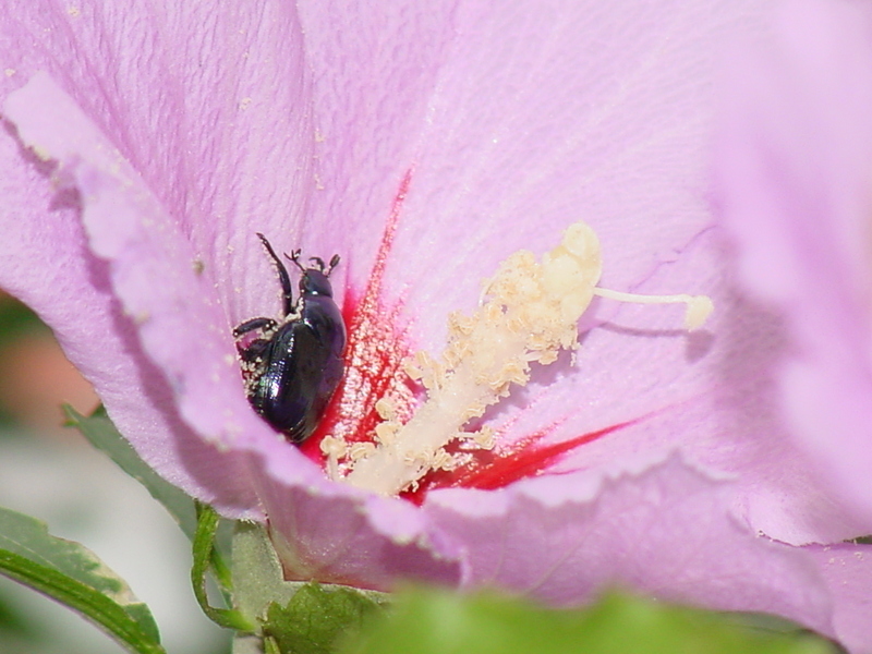 Black beetle; DISPLAY FULL IMAGE.