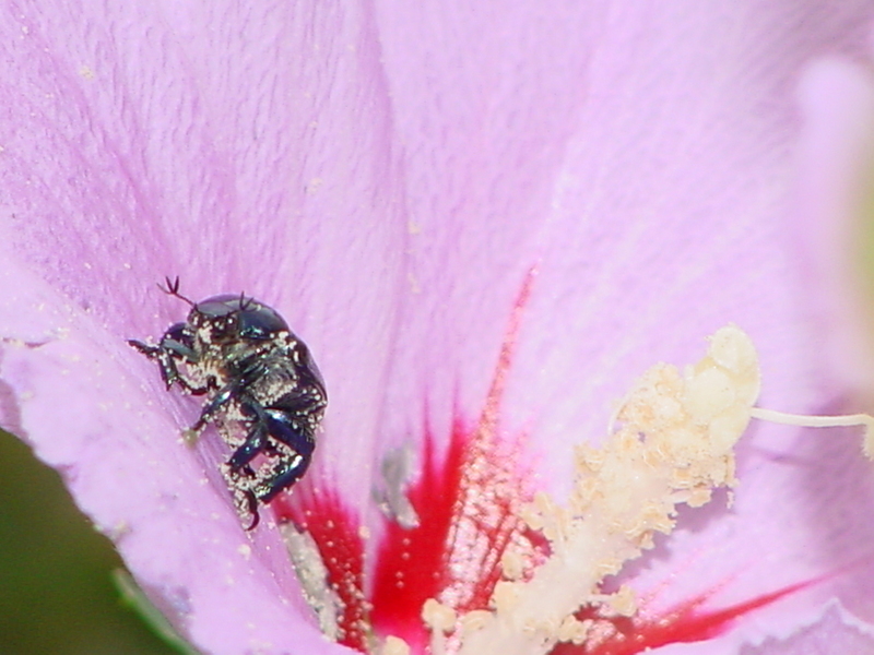Black beetle; DISPLAY FULL IMAGE.
