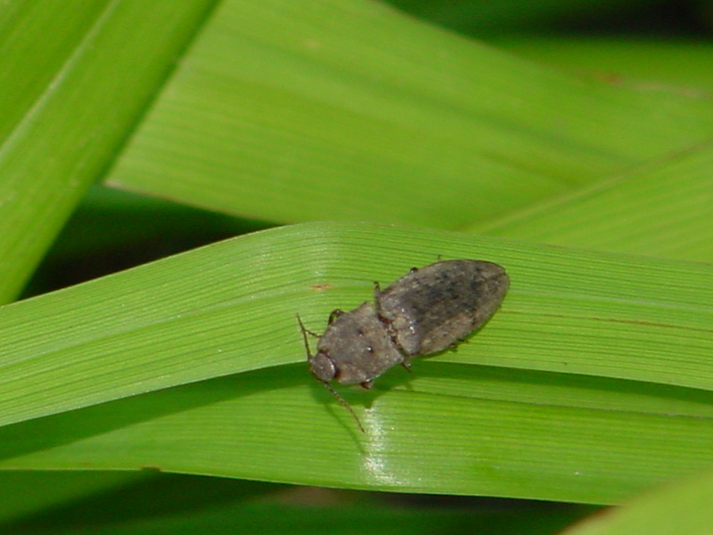click beetle?; DISPLAY FULL IMAGE.