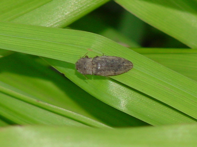 click beetle?; DISPLAY FULL IMAGE.