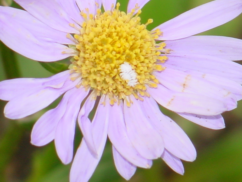 white bug unknown; DISPLAY FULL IMAGE.