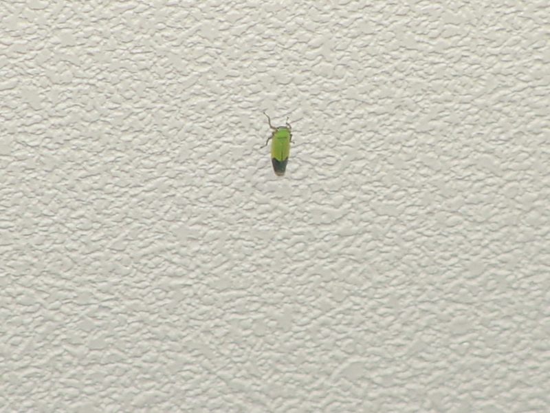 Green insect unknown -- Leafhopper; DISPLAY FULL IMAGE.
