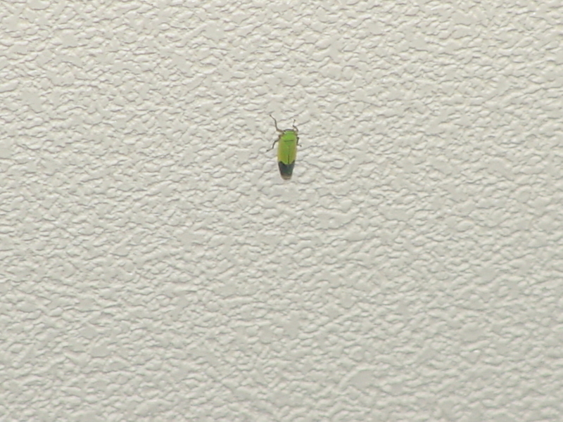 Green insect unknown -- Leafhopper; DISPLAY FULL IMAGE.