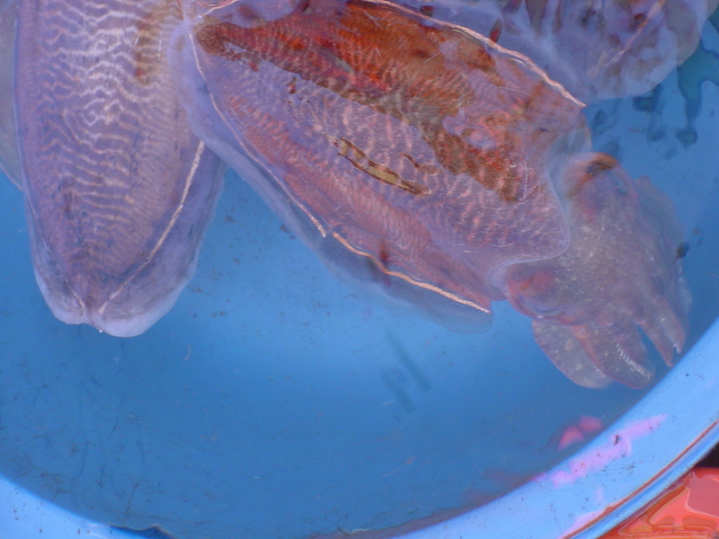 Cuttlefishes; DISPLAY FULL IMAGE.