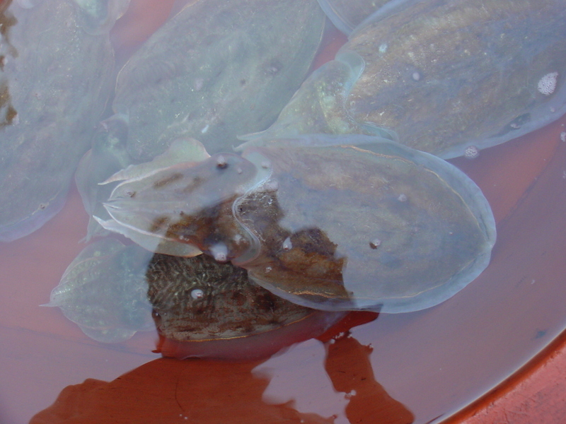 Cuttlefishes - Sepia esculenta - Golden Cuttlefish - 참오징어(갑오징어); DISPLAY FULL IMAGE.