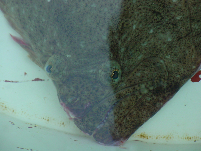 Bastard halibut (Flatfish); DISPLAY FULL IMAGE.