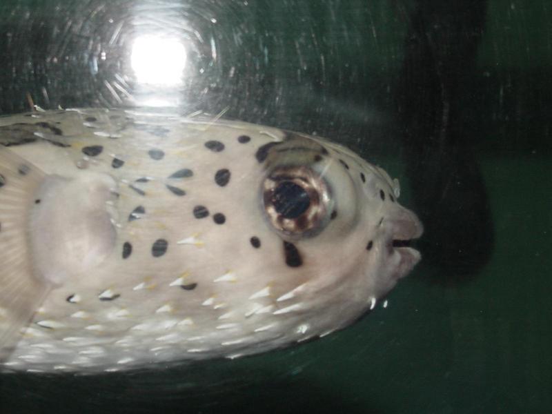 balloonfish; DISPLAY FULL IMAGE.