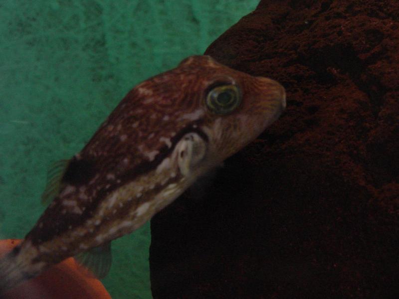 balloonfish; DISPLAY FULL IMAGE.