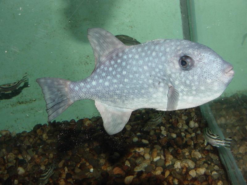 Ocean Turbot; DISPLAY FULL IMAGE.