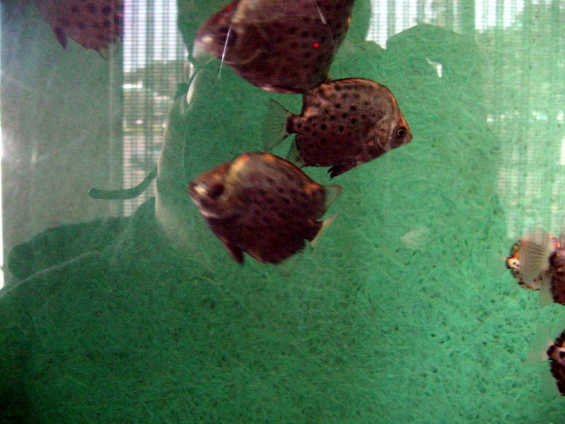 Spotted butter fishes - spotted scat - Scatophagus argus (납작돔); DISPLAY FULL IMAGE.