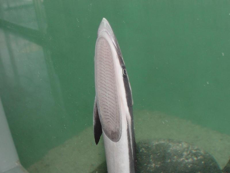 Live sharksucker; DISPLAY FULL IMAGE.