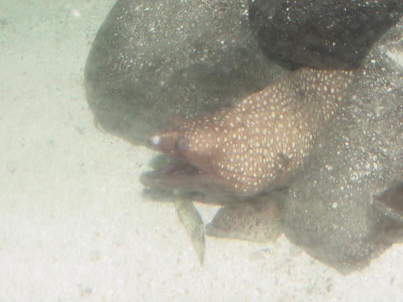 Leopard moray eels {!--알락곰치--> = Enchelycore pardalis; DISPLAY FULL IMAGE.