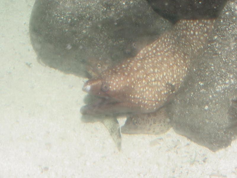 Leopard moray eels {!--알락곰치--> = Enchelycore pardalis; DISPLAY FULL IMAGE.