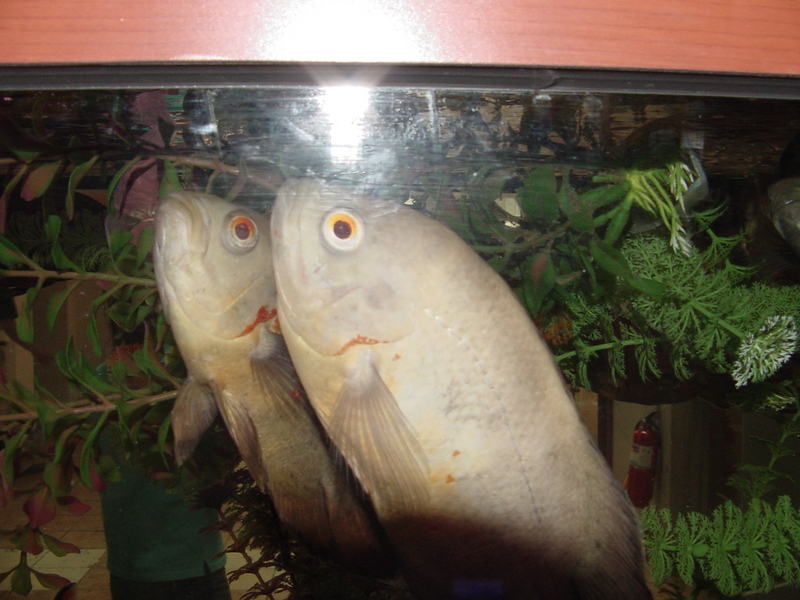 Tropical fishes; DISPLAY FULL IMAGE.