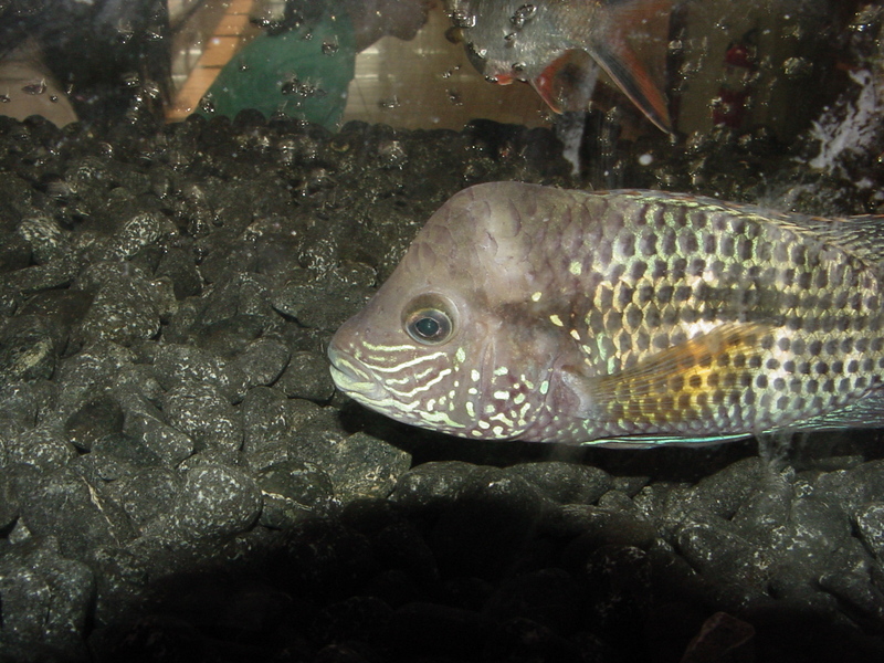 Tropical fishes (buffhead) --> 블루아카라 - Blue Acara, Aequidens pulcher; DISPLAY FULL IMAGE.