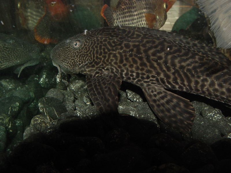 Tropical fishes (suckerfish) -- Suckermouth Catfish (Hypostomus plecostomus); DISPLAY FULL IMAGE.