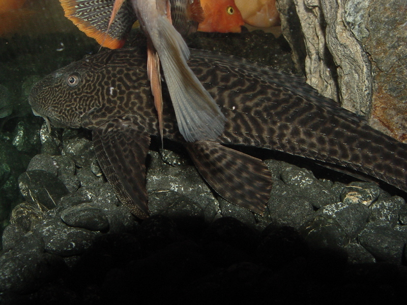 Tropical fishes (suckerfish) -- Suckermouth Catfish (Hypostomus plecostomus); DISPLAY FULL IMAGE.