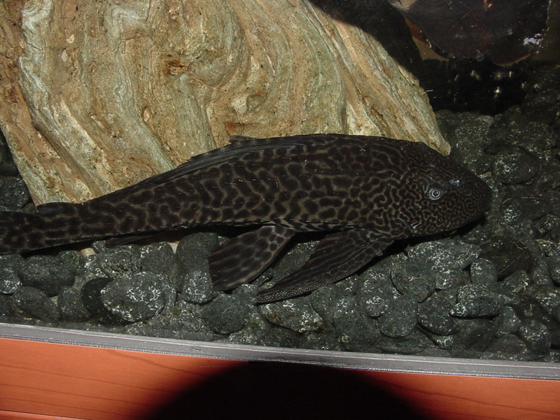 Tropical fishes (suckerfish) -- Suckermouth Catfish (Hypostomus plecostomus); DISPLAY FULL IMAGE.