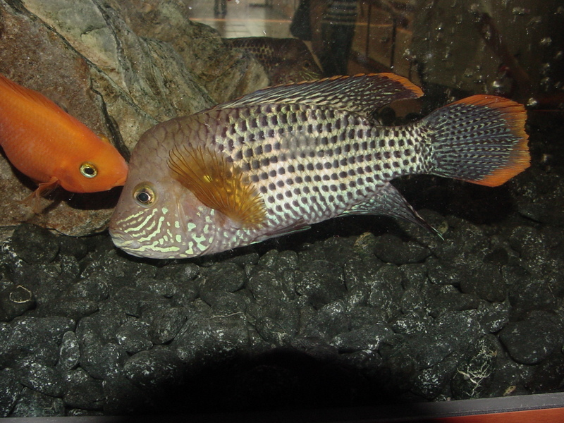 Tropical fishes (buffhead) --> 블루아카라 - Blue Acara, Aequidens pulcher; DISPLAY FULL IMAGE.