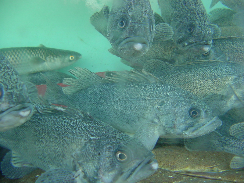 Rockfishes; DISPLAY FULL IMAGE.