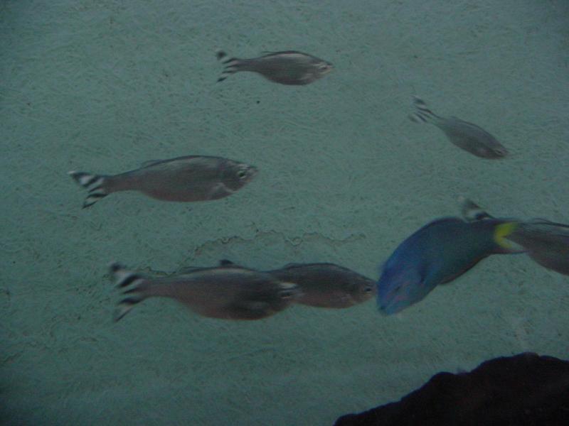 Barred flagtails; DISPLAY FULL IMAGE.