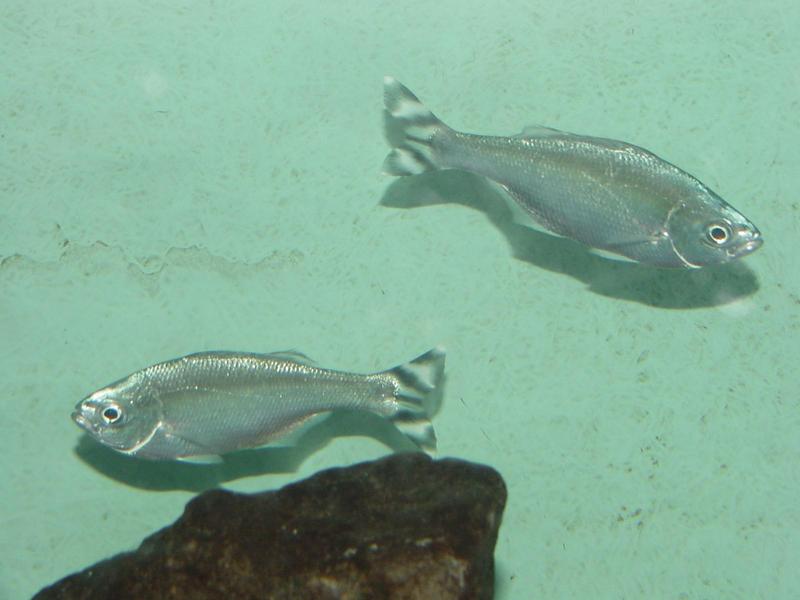 Barred flagtails; DISPLAY FULL IMAGE.