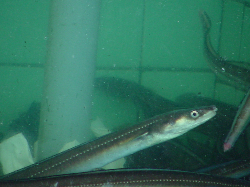 Japanese eels; DISPLAY FULL IMAGE.